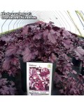 Heuchera Forever  Purple